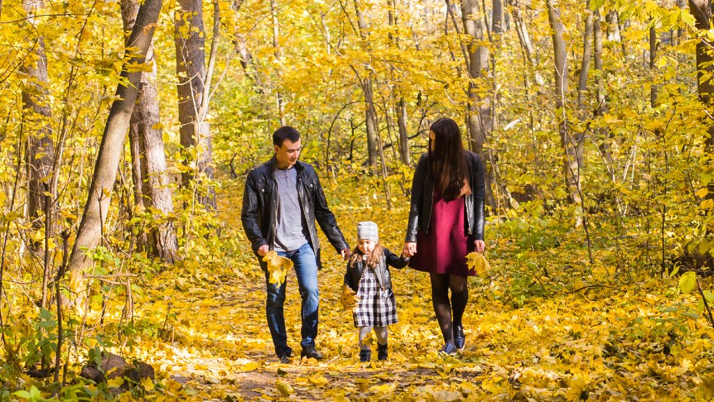Mother and father walking their toddler through a path in the woods in Michigan, where the fall foliage has turned bright yellow and covers the trees and ground.